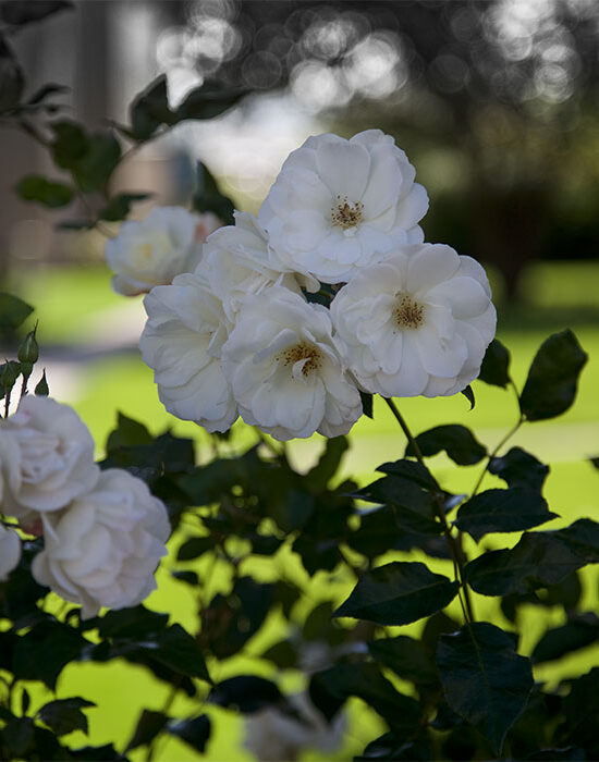 AB Strandparken Andelsboligforening 11